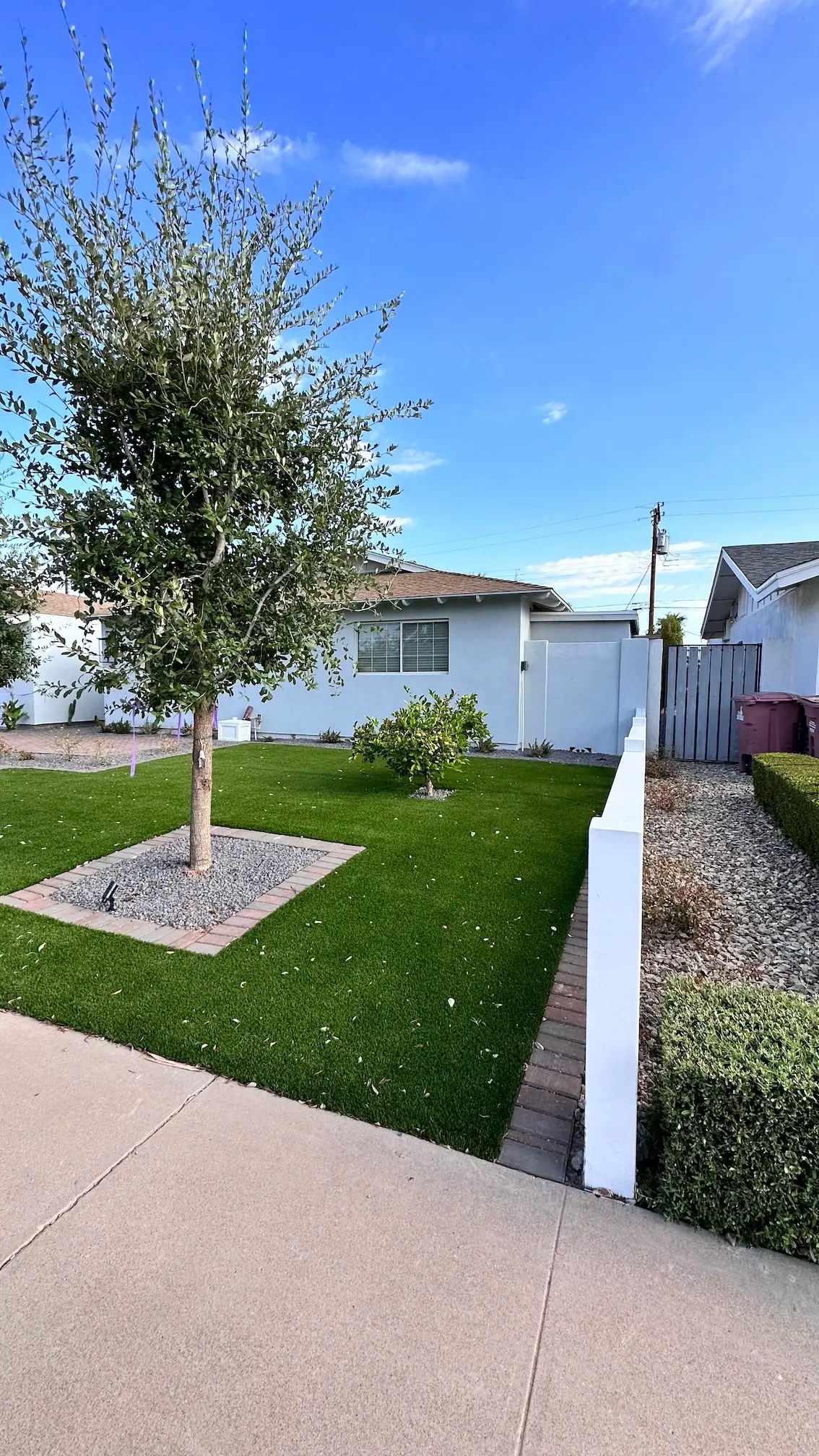 Side yard with new turf and a young tree